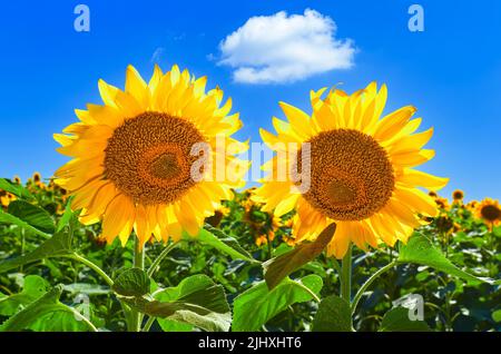 Zwei Sonnenblumen an einem blauen Himmel mit einer weißen Wolke an einem hellen, sonnigen Tag. Schöne Aussicht auf Sonnenblumenfeld in den Farben der ukrainischen Flagge Stockfoto