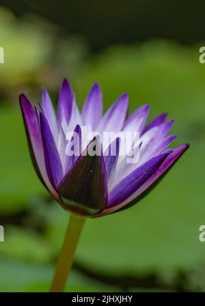 Eine vertikale Nahaufnahme des violetten und weißen ägyptischen Lotos auf unscharfer grünem Hintergrund Stockfoto