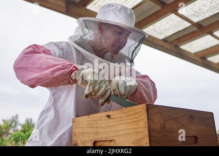 Bienenzucht ist eine Arbeit der Liebe. Ein Imker, der einen Bienenstock auf einer Farm öffnet. Stockfoto