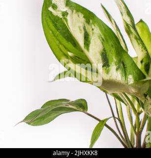 Eine Nahaufnahme einer Pflanze mit großen grünen Blättern, isoliert auf weißem Hintergrund Stockfoto