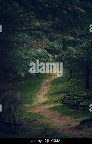 Dunkler Foodpath im Wald. Hochwertige Fotos Stockfoto