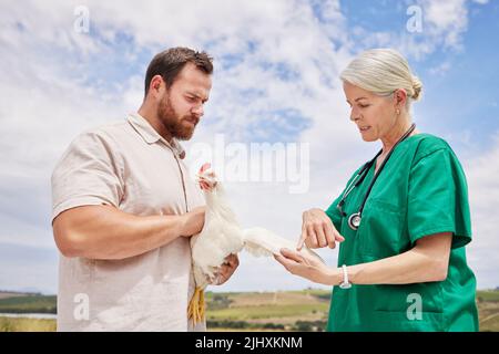 Durchführung einer gründlichen körperlichen Untersuchung vor der Diagnose. Ein Tierarzt, der eine Diskussion mit einem Mann auf einer Geflügelfarm. Stockfoto