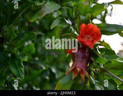 Ein Paar kleine rote Granatapfelblüten, die auf dem Baum reifen Stockfoto