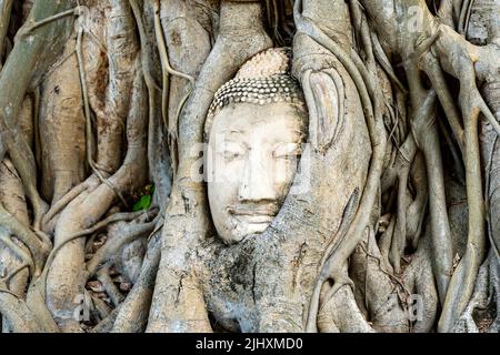 Der steinerne Buddha-Kopf verflochten in Baumwurzeln im Wat Mahathat, Ayutthaya Stockfoto
