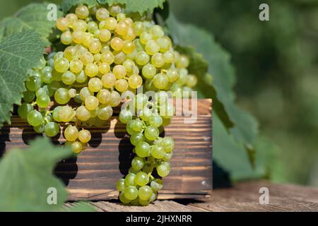 Üppige Trauben von grünen Trauben mit Blättern auf Holzkiste auf dem Tisch auf unscharfem grünen natürlichen Hintergrund. Reife Ernte des Weinbergs. Grüne Rebsorte für Stockfoto