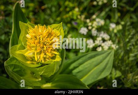 Gentiana lutea.( Bergblume. Die Dolomiten. Italienische Alpen. Europa. Sie wächst auf grasbewachsenen Almen und sub-alpinen Weiden, meist auf kalkhaltigen Böden. Stockfoto