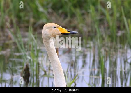 Singschwan (Cygnus cygnus); Nahaufnahme von Kopf, Hals und markantem Schnabelmuster dieser Wildschwanenart, die wachsam aussieht Stockfoto