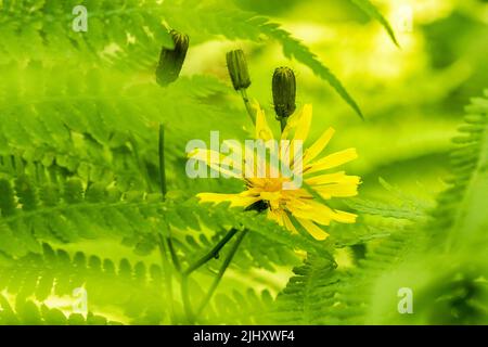Blühende Weißwespe Blume in Farnblatt Stockfoto