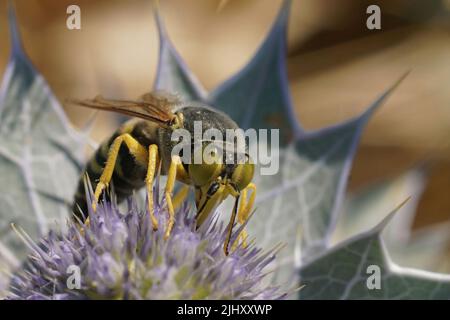 Nahaufnahme einer großen europäischen Sandwespe , Bembis rostrata trinkender Nektar aus einem blauen Meereseryngo, Eryngium maritimum, blüht an der Küste Stockfoto