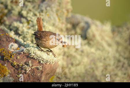 Shetland-Zaunkönig auf einem moosigen Stein mit einem Insekt im Schnabel, Shetland-Inseln. Stockfoto