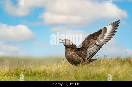 Nahaufnahme eines großen Skua (Stercorarius skua) Calling, Noss, Shetland, Großbritannien. Stockfoto