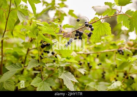 Schwarzer Johannisbeerbusch mit reifen Beeren im Garten Stockfoto