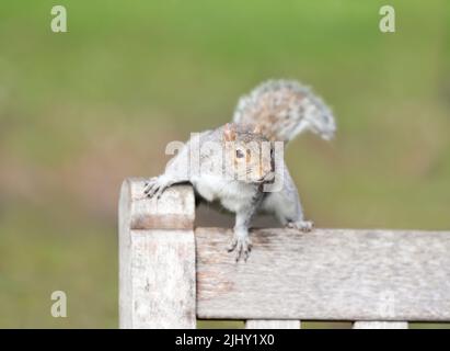 Nahaufnahme eines grauen Eichhörnchens, das auf einer Holzbank in einem Park in Großbritannien sitzt. Stockfoto