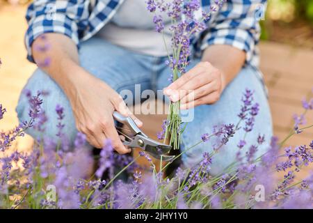 Frau mit Lavendelblüten im Garten pflücken Stockfoto