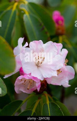 Blüten von Rhododendron decorum ssp. Decorum Stockfoto