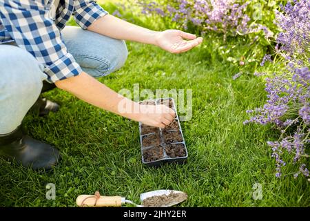 Frau, die Blumensamen auf Töpfe mit Erde einpflanzt Stockfoto