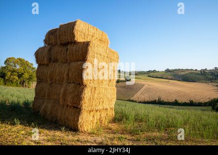 Blick auf Heuhaufen in einem Feld in der Nähe von Montegridolfo, einem antiken Dorf in der Emilia-Romagna in Italien. Kultivierte Felder am Hang, unter Stockfoto