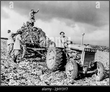 WW2 Women's Land Army Britische WLA erntet Rüben Propagandabild. Eine Frau fährt im Vordergrund einen Fordson-Traktor, während drei andere mit Pitchgabeln die Rote Bete auf den LKW hinter dem Traktor laden. Lebenswichtige Kriegsarbeit, die Nahrung für den Zweiten Weltkrieg in Großbritannien liefert Zweiten Weltkrieg WW2 Datum um 1943 Stockfoto