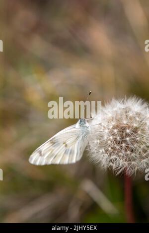 Ein karierter weißer Schmetterling (Pontia Protodice), der auf einem wunderschönen runden und vollständigen Samenkopf der westlichen Schwarzwurzel ruht. Stockfoto