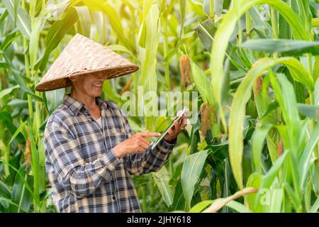 Asiatischer Landwirt, der die Technologie der Tablette verwendet, die Mais auf dem Feld inspiziert. Landwirtschaft. Stockfoto