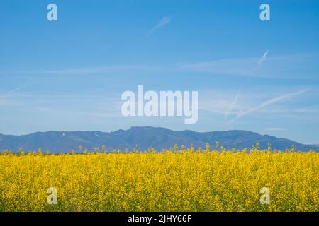 Colza Plantage. Soria, Spanien. Stockfoto