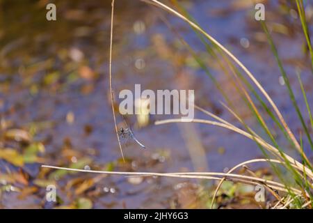 Blauer Libelle, ein männlicher kieliger Skimmer (Orthetrum coerulescens) in Ruhe, Seitenansicht, Chobham Common, Surrey, Südostengland Stockfoto