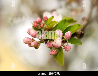 Angehende Hunderosen an einem Sommertag mit einem verschwommenen Hintergrund und einem Kopierraum. Zoomen Sie auf die Rosenblüten, die in einer Landschaft oder einem Garten wachsen. Nahaufnahme von Stockfoto