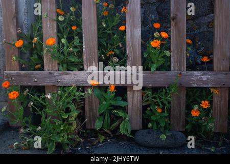 Orangefarbene 'Calendula Officinalis'-Blüten, auch bekannt als 'Pot Ringelblume' oder 'gewöhnlicher Ringelblume', wachsen hinter einem Zaun. Stockfoto