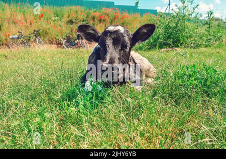 Schwarzes Kalb liegt auf grünem Gras. Stockfoto