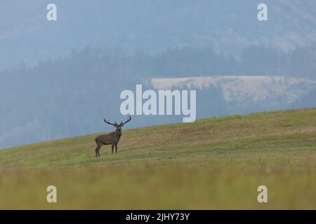 Rotwild, der im Herbst auf Hügeln zur Kamera schaut Stockfoto