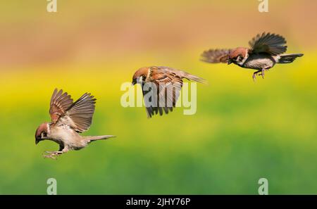 Flugphasen und Landung der Vögel Spatzen im Frühlingsgarten flattern ihre Flügel und mit Federn Stockfoto
