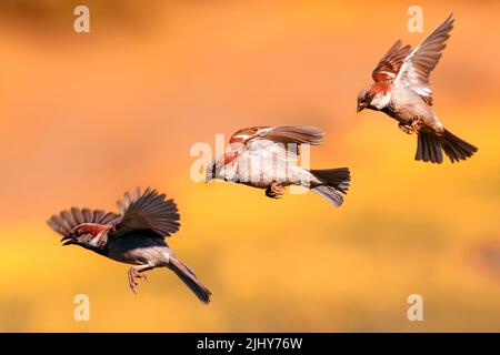 Drei Stufen von Spatzen Vögel im Garten winken ihre Flügel und Federn auf goldenen Herbsthimmel Hintergrund Stockfoto