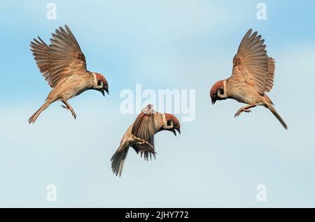 Drei Flugstadien Sperling Vögel im Garten winken mit Flügeln und Federn gegen den blauen Himmel Stockfoto