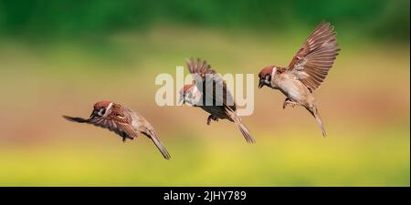 Drei Flugstadien von Sperling-Vögeln im Garten, die ihre Flügel und Federn winken Stockfoto