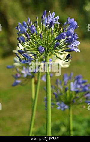 Hellblaue Agapanthus Moonlight Star-Blume aus nächster Nähe Stockfoto