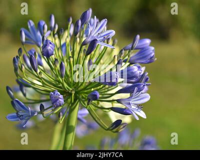 Hellblaue Agapanthus Moonlight Star-Blume aus nächster Nähe Stockfoto