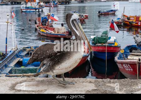 Ein peruanischer Pelikan, Pelecanus-Thagus, auf dem Dock des Fischerbootsbeckens in Antofagasta, Chile. Stockfoto