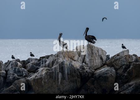 Peruanische Pelikane teilen sich Guano-gefärbte Felsen mit Belcher's Gulls am Ufer des Nationalparks Pan de Azucar in Chile. Stockfoto