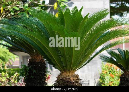 Cycas revoluta (pakis haji, Cycas revoluta, Sotetsu, Sagopalme, König Sago, Sago cycad, japanische Sagokalme) im Garten Stockfoto