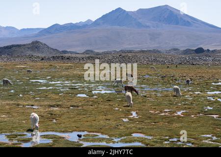 Eine Herde heimischer Lamas, Lama glama, grast im Lauca Nationalpark auf dem hohen andenaltiplano im Nordosten Chiles. Stockfoto