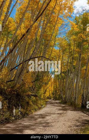 Herbstfarben entlang der Last Dollar Road, Telluride, Colorado Stockfoto