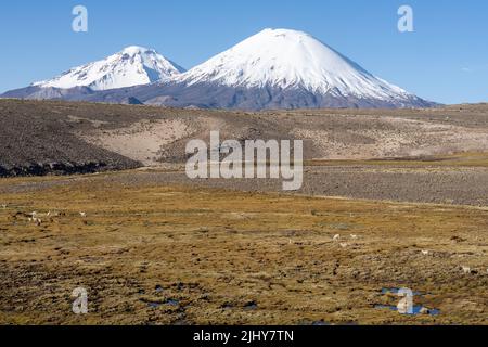 Eine Herde Lamas, Lama glama, in einem Feuchtgebiet vor den Parinacota & Pomerape Vulkanen im Lauca Nationalpark in Chile. Stockfoto