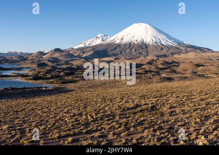 Eine kleine Herde von Vicunas vor den Vulkanen Parinacota und Pomerape im Nationalpark Lauca in Chile. Stockfoto