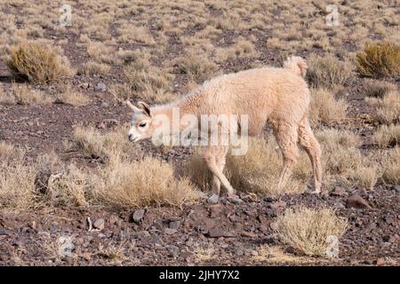 A llama, Lama glama, in der Atacama-Wüste bei San Pedro de Atacama, Chile. Stockfoto