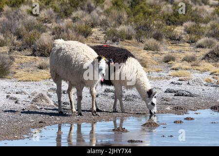 Zwei Lamas, Lama glama, trinken aus einer Lagune im Lauca Nationalpark auf dem hohen andenaltiplano im Nordosten Chiles. Stockfoto