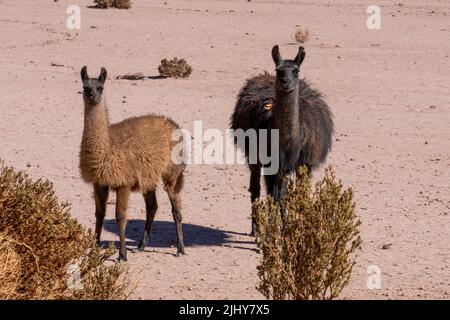 Zwei Lamas, Lama glama, in der kargen Atacama-Wüste in der Nähe von San Pedro de Atacama, Chile. Stockfoto