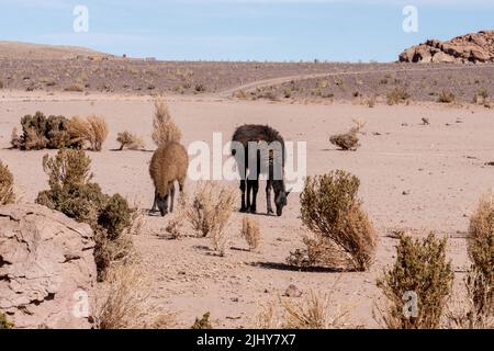 Zwei Lamas, Lama glama, grasen in der kargen Atacama-Wüste in der Nähe von San Pedro de Atacama, Chile. Stockfoto