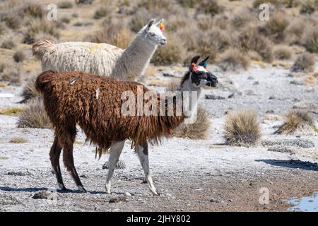 Zwei Lamas, Lama glama, im Lauca Nationalpark auf dem hohen andenaltiplano im Nordosten Chiles. Stockfoto