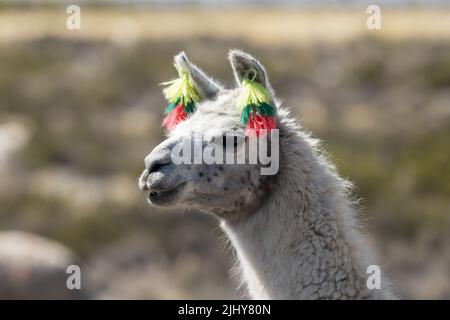 Porträt eines Lama glama, eines heimischen Lama, mit farbigen Quasten in den Ohren, um Besitz zu zeigen. Lauca Nationalpark, Chile. Stockfoto