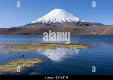 Der schneebedeckte Parinacota-Vulkan spiegelt sich im Changura-See auf einer Höhe von 14.820 m im Lauca-Nationalpark in Chile wider. Stockfoto